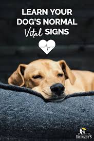 Here are five action steps all wedding planners can take that are a breeding ground for profitability: A Vital Podcast Learn Your Dog S Normal Vital Signs Dr Buzby S Toegrips For Dogs Normal Vital Signs Vital Signs Your Dog
