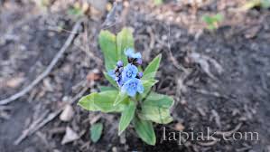 Image result for Cynoglossum coeruleum