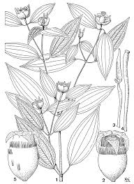 Image result for Tristemma