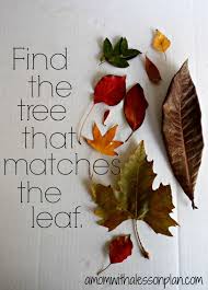 Outside Fall Activity For Kids Find That Tree Autumn Activities For Kids Forest School Activities Autumn Activities