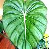 Canna 'phasion', pictured, has stunning leaves in stripes of green, purple, orange and pink, plus orange flowers. Https Encrypted Tbn0 Gstatic Com Images Q Tbn And9gctey6lxdnk33pfqv Jazydsnaj7bee Lvltzfhhy3pua3ebbtcq Usqp Cau
