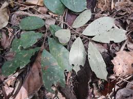 Image result for Anthonotha macrophylla