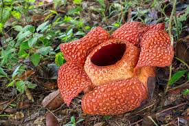 Tersebar di seluruh pulau sumatra, semenanjung malaysia, dan sebagian pulau jawa. The Flora And Fauna You Can Find On Gunung Kinabalu Lifestyle Rojak Daily