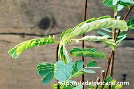Image result for Elephantorrhiza goetzei