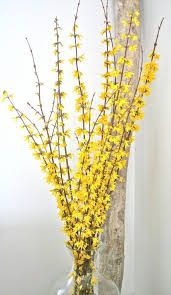 Tall Yellow Forsythia Accent Idea Large Flower Vases Yellow Flowers Tall Floor Vases