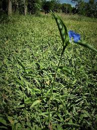 Image result for Commelina congesta