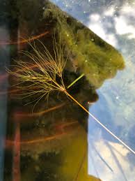 Image result for Eleocharis confervoides