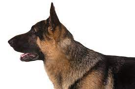 Has a bit of white on the tip of the tail and white paws. German Shepherd Dog Buy German Shepherd Dog In Gorakhpur Uttar Pradesh