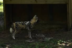 Knoxville zoo is a zoo in knoxville, tennessee. Knoxville Zoo Knoxville Tn Kentucky Heir S Blog