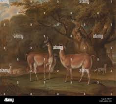 Image result for Beige Antelope 1983 Fleet