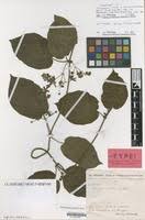 Image result for Mondia ecornuta