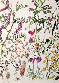 Your resource to discover and connect with botanical drawing. 75 Bioillustrated Ideas In 2021 Art Inspiration Art Illustration Art