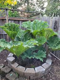 Image result for Gunnera