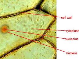 We did not find results for: Cells Under A Microscope By Jaimarie Nelson