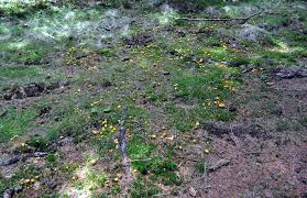 Mit eiern harmonieren sie genauso gut wie mit. Es Geht Los Eierschwammerl Uberall Pilze Und Schwammerlgeplauder Osterreichisches Pilzforum Pilzforum At