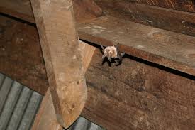 The attic and walls and other areas the bats have contaminated should be cleaned. Are Bats Bad To Have In My Attic Proactive Pest Control