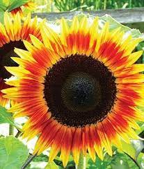 Sunflower Fire Catcher Burpee Flower Garden Design Sunflower Flower Annual Flowers