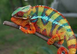 Panther Chameleon Facts Habitat Diet Life Cycle Baby