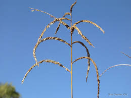 Image result for Urochloa oligotricha