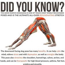 The large tendon in the back of the hock of a. Pin Von Shannon Herrel Auf Healthy Body Yoga Nutzen Yoga Stellungen Yoga