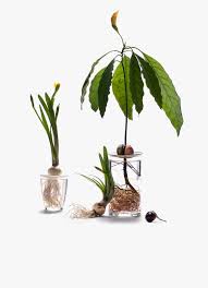 This is germinated seeds in paper towel by lakin whatley on vimeo, the home for high quality videos and the people who love them. Botanopia Sprout Size L Wide Hole Volta