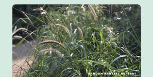 Image result for Cenchrus ciliaris