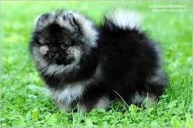 Black And Grey Dog Black Grey Dog Mommy Black Pomeranian Baby Dogs