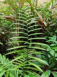 Image result for Amblovenatum