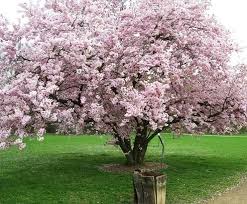 Check spelling or type a new query. Vrtnarija In Drevesnica Prunus Plants Tree