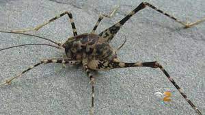 Camel Crickets Are Back Youtube