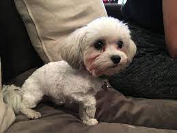 Their coats may be fluffy, or thin. Helping A Scared Little White Dog Come Out Of The Shadows Dog Gone Problems