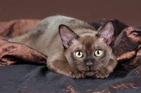 Yes they do.the british shorthair has a short, but thick layer of fur around it.this fur has a double layer and its. Do Burmese Cats Shed Hair A Lot