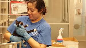 Tell us the story of how you met your furry best friend and help other pet lovers discover the joys of pet adoption! Dallas Animal Services