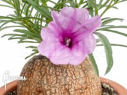 Image result for Ipomoea bolusiana