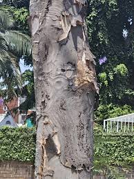 Image result for Stereospermum kunthianum