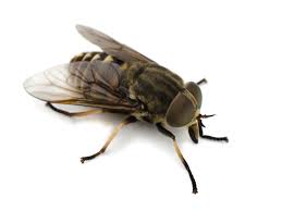 Image result for Fly Bite