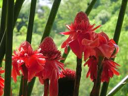 Dengan nama latinnya alamanda cathartica atau populer dengan sebutan bunga terompet emas atau bunga lonceng kuning, tanaman hias yang satu ini digunakan sebagai. Bunga Jahe Dari Seluruh Dunia Apa Aja Ya Herbatile Group