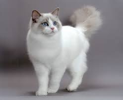 The pointed cat known in the west as siamese, recognized for its distinctive markings, is one of several breeds of cats from to reach the united states, a cat named siam sent by the american consul in bangkok.3 in 1884, the british. Ragdoll Cat Names Recommendations From Experts