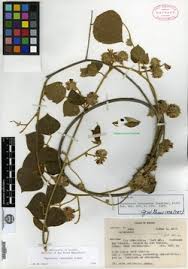 Image result for Rhynchosia tricuspidata