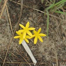 Image result for Curculigo pilosa