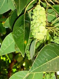 Image result for Phytolacca dioica