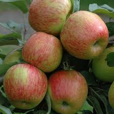 Planting fruit trees in your yard can completely transform a barren landscape into one teeming with birds, pollinators, and other wildlife. 6 Fruit Orchard Tree Collection