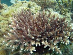 Image result for Artabotrys collinus