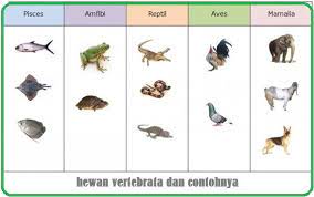 5300 Koleksi Hewan Bertulang Belakang Dan Gambarnya Terbaik Gambar Hewan