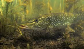 The quick answer is that a leader isn't necessary for most crankbait trolling situations. Pike Muskie