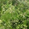Image result for Acacia schweinfurthii
