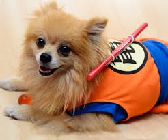 Dragon Ball Z Costume Your Dog Needs This Dog Costume Dog Clothes Dogs