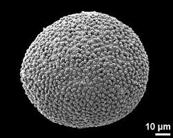 Image result for Stanfieldiella imperforata