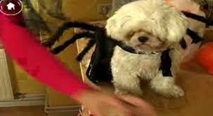 Dabei spart ihr nicht nur geld, sondern könnt auch eure individuelle note einbringen. Cesar Millan Der Hundeflusterer Video Wie Bastle Ich Ein Halloween Kostum Fur Meinen Hund Sixx
