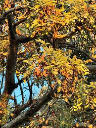 Image result for Burkea africana